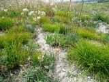 Осока низкая (лат. Carex humilis)